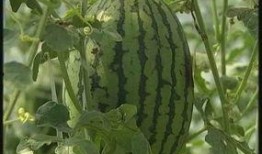 临夏吃瓜爆料最新进展,最新进展揭秘幕后真相”